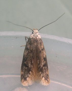  White- shouldered House Moth 